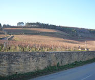 Winter in the Vineyards at Domaine Louis Latour